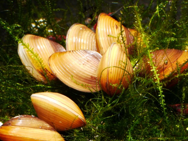 Körbchenmuschel bicolor, Corbicula sp.