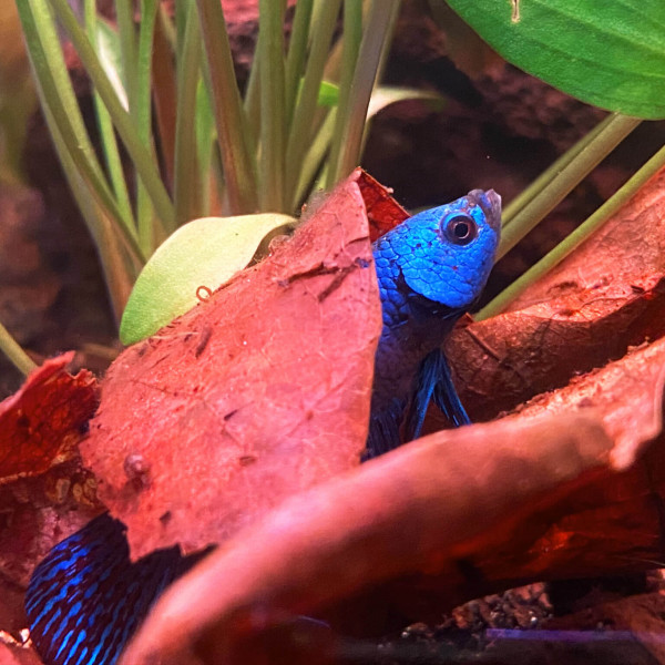 Dennerle Betta Care, 250ml | Wasserzusatz für Kampffische