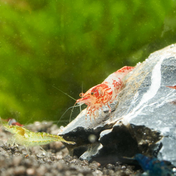 Bunter Garnelen Mix | Neocaridina Wildformen im Paket