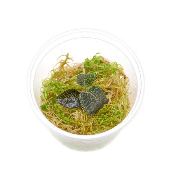 Macodes Anoectochilus roxburghii "Firebird" | Firebird Juwelorchidee - 1 Ableger in Torfmoos