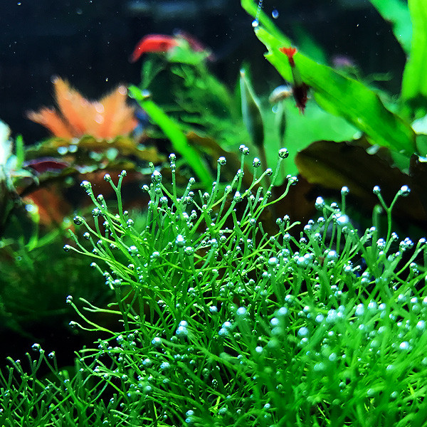 Riccia fluitans perlt aus Sauerstoff