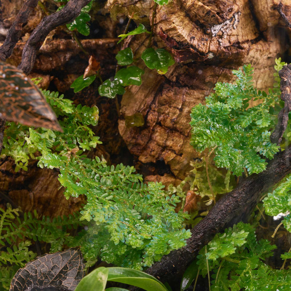 Selaginella uncinata | Blauschimmernder Bodenfarn - in vitro Terrariumpflanze
