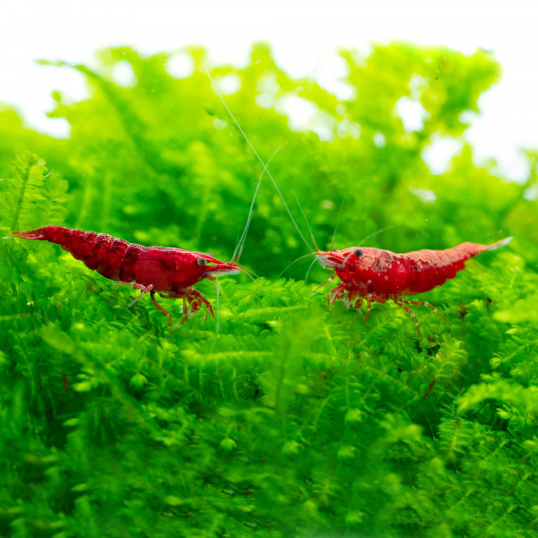 Neocaridina Premium Paket | 24 farbenfrohe Garnelen