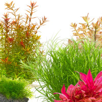 Aquarium pflanzen für Kaltwasser Aquarien im Set Aquarium pflanzen für Kaltwasser Aquarien im Set