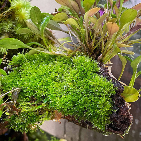 Riccardia chamedryfolia im Becher - Korallenmoos | B-Ware