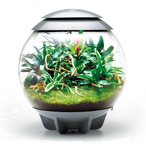 Oase biOrb AIR 60 | Automatisches Pflanzenterrarium