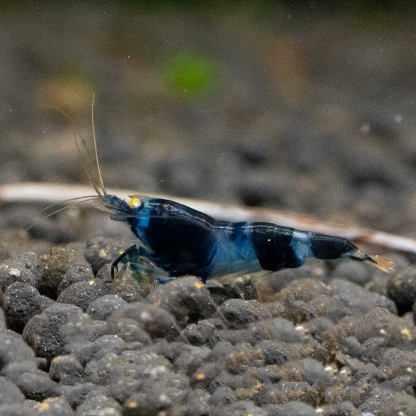 Blue Devil OE Neu
