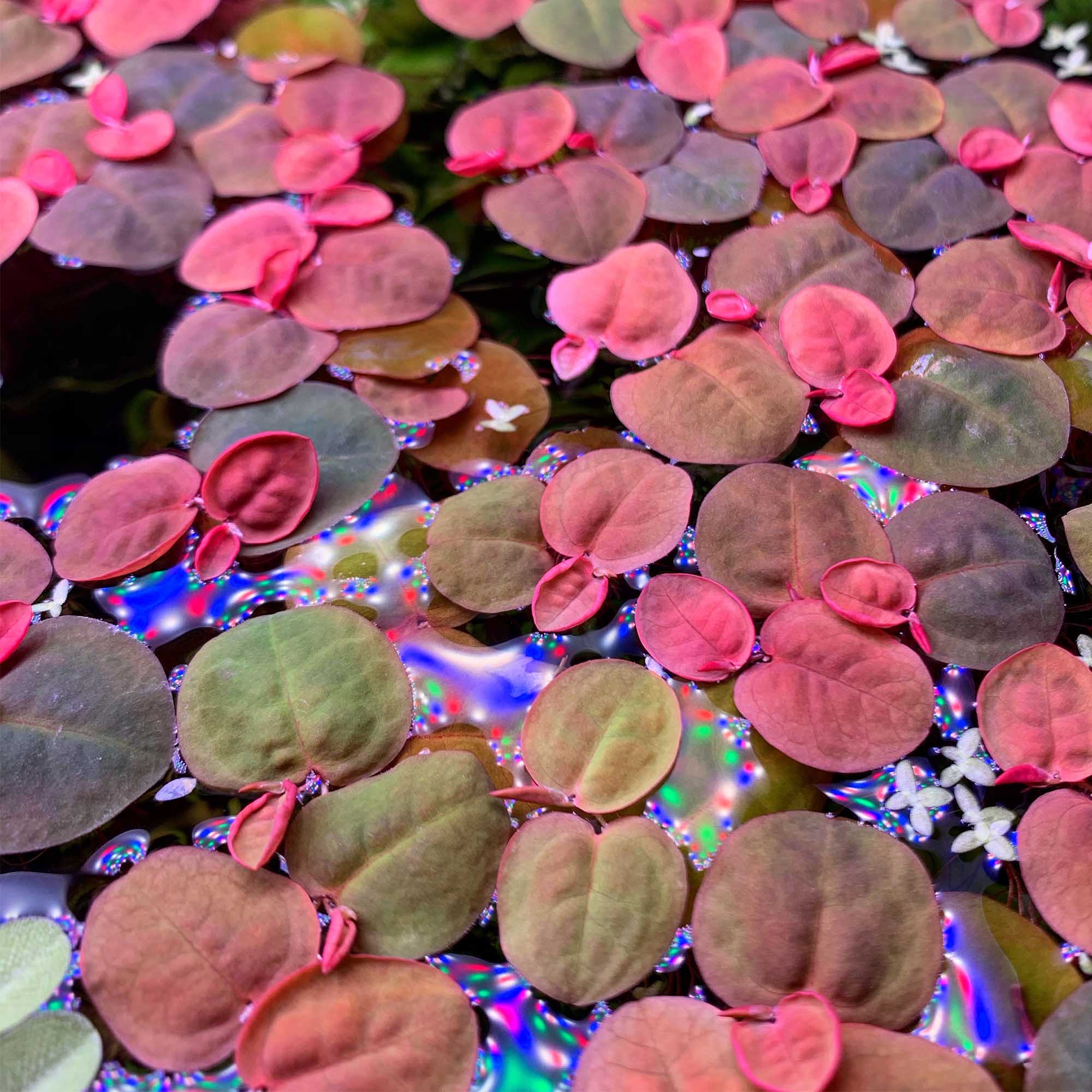 Phyllanthus fluitans in rot auf der Wasseroberfläche im Aquarium