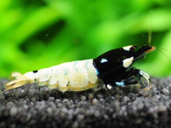 Pinto Bee Spotted schwarz