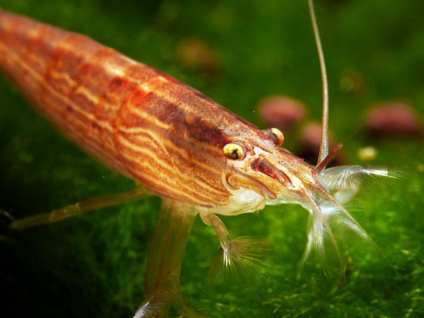 Dornenfuß-Bergbachgarnele, Atyopsis spinipes