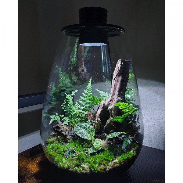Flaschengarten Bioloark mit Macodes petola Juwelorchidee