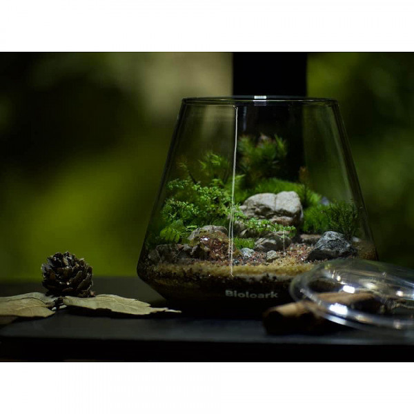 bioloark bubble cup TWO eingerichtet mit Terrarium Pflanzen