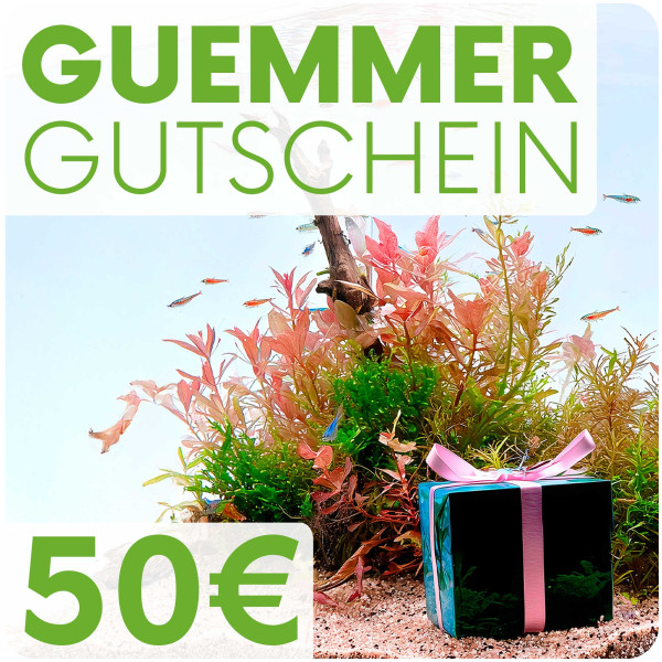 Garnelen-Guemmer Gutschein 50 Euro