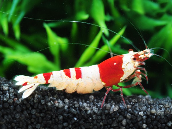 BESTSELLER Caridina Garnelen Paket | 8 x Shrimp Lollies geschenkt
