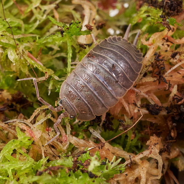 Porcellio laevis “black” Assel | DNZ
