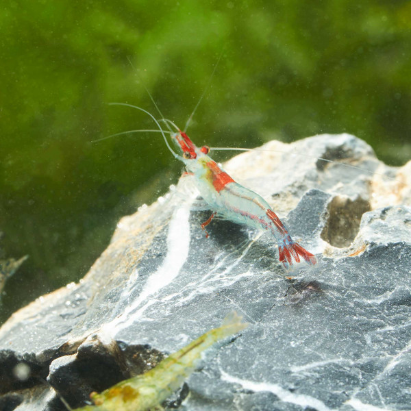 Bunter Garnelen Mix | Neocaridina Wildformen im Paket