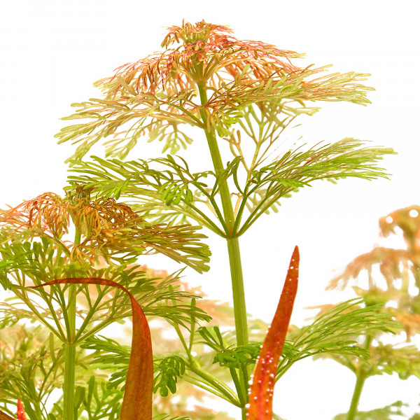 Limnophila sessiliflora mit Sauerstoffperlen