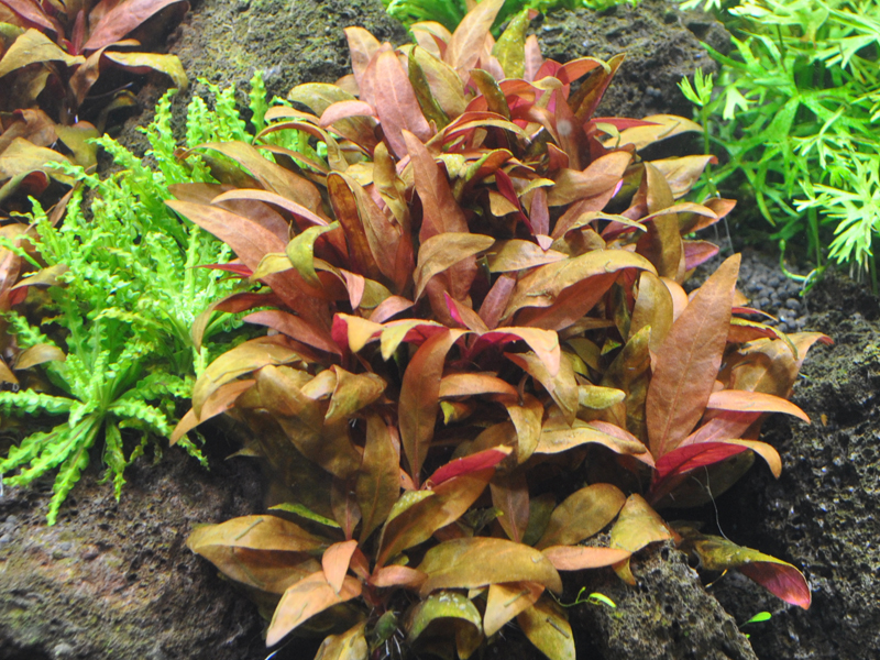 lternanthera reineckii "Mini" in einem Aquascape