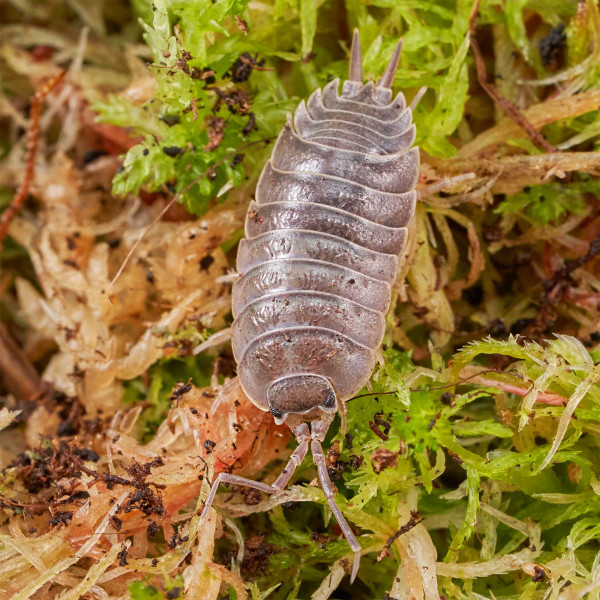Porcellio laevis “black” Assel | DNZ