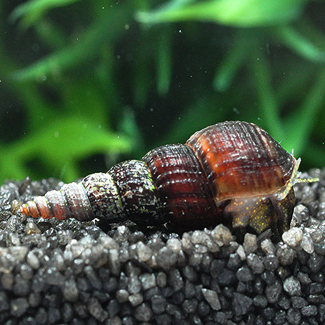 Melanoides frisst Futterreste