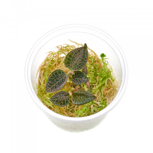 Juwelorchideen Set: 3-4 verschiedene Juwelorchideen (Macodes) | Terrarium - WabiKusa Set