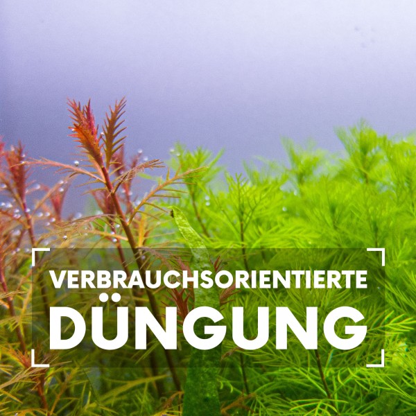 verbrauchsorientierte