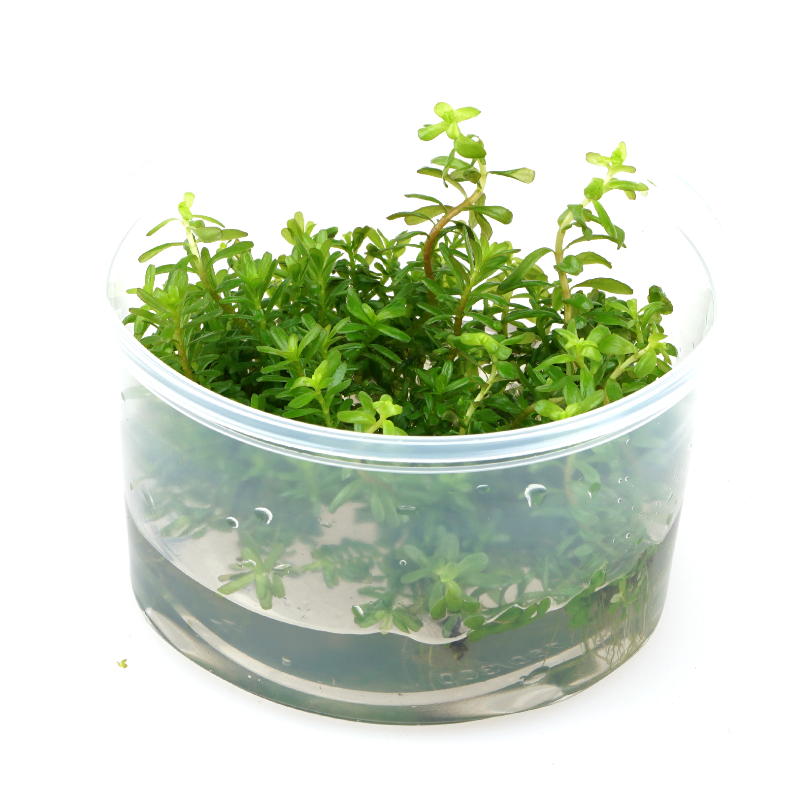 Rotala Macrandra "Bangladesh"
