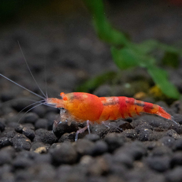 Red Devil OE