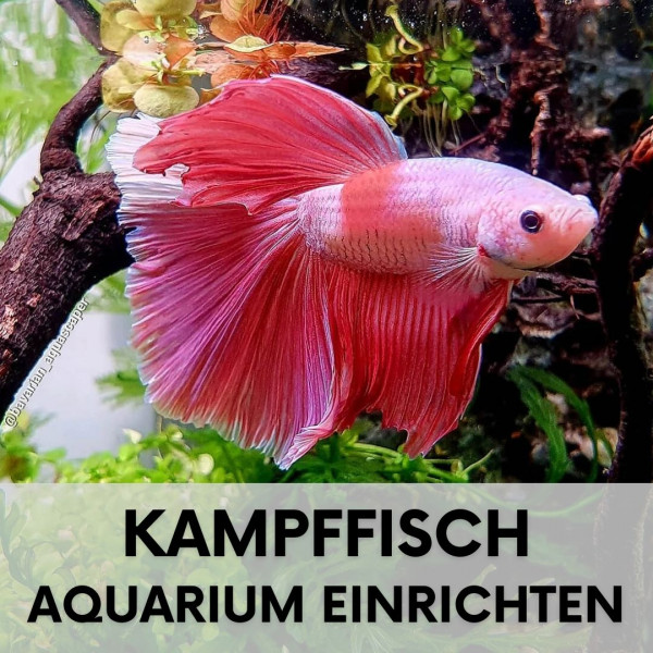 kampffisch-haltung-blogartikel-thumbnail