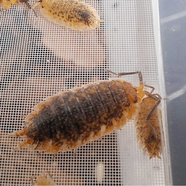 Porcellio sp. "Red Skirt" Assel - DNZ