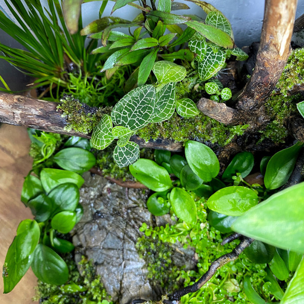 Macodes Anoectochilus roxburghii im Terrarium von oben fotografiert