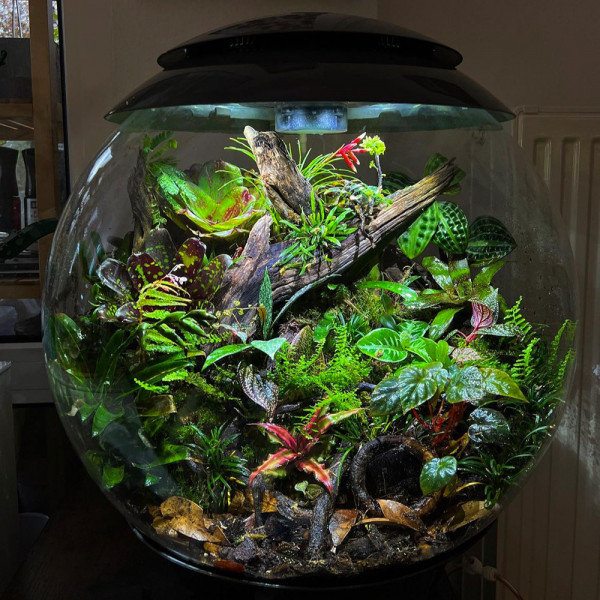 Oase biOrb AIR 60 | Automatisches Pflanzenterrarium