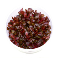 Alternanthera Red Ruby Rubinrotes Papageienblatt Alternanthera Red Ruby Rubinrotes Papageienblatt