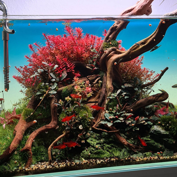 rotala-rotundifoliaAMusk0cLQr8aF1TNe1VyuJldE8