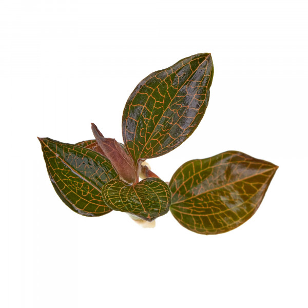 Juwelorchideen Set: 3-4 verschiedene Juwelorchideen (Macodes) | Terrarium - WabiKusa Set