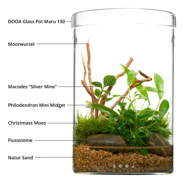 Philodendron x Juwelorchideen Flaschengarten Wabi-Kusa Set | USCAPE PLANTS x DOOA Glass Pot Maru