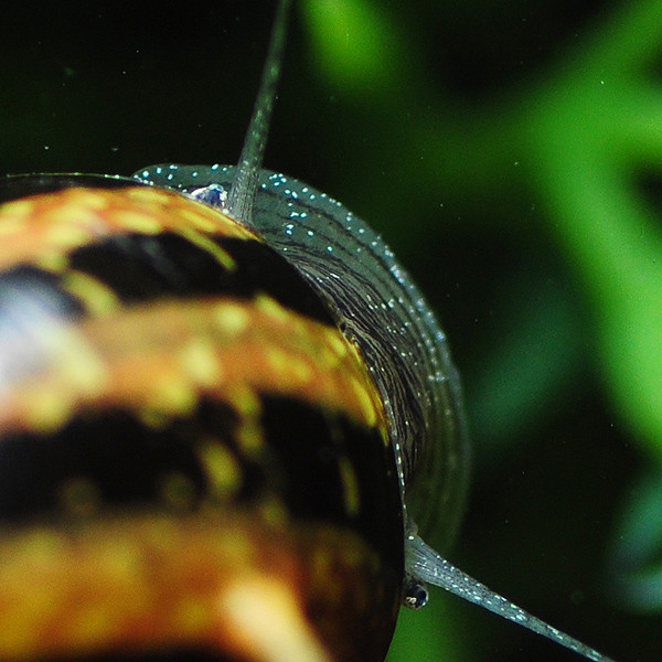 Geweihschnecke Nahaufnahme