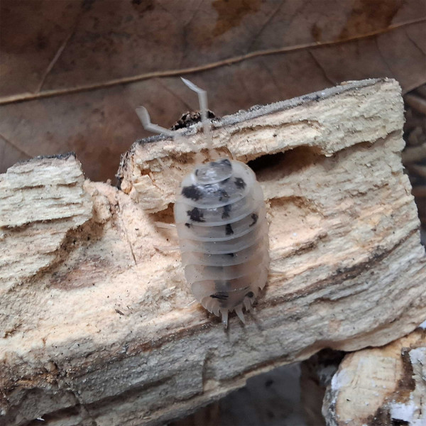 Porcellio laevis “Panda” - DNZ
