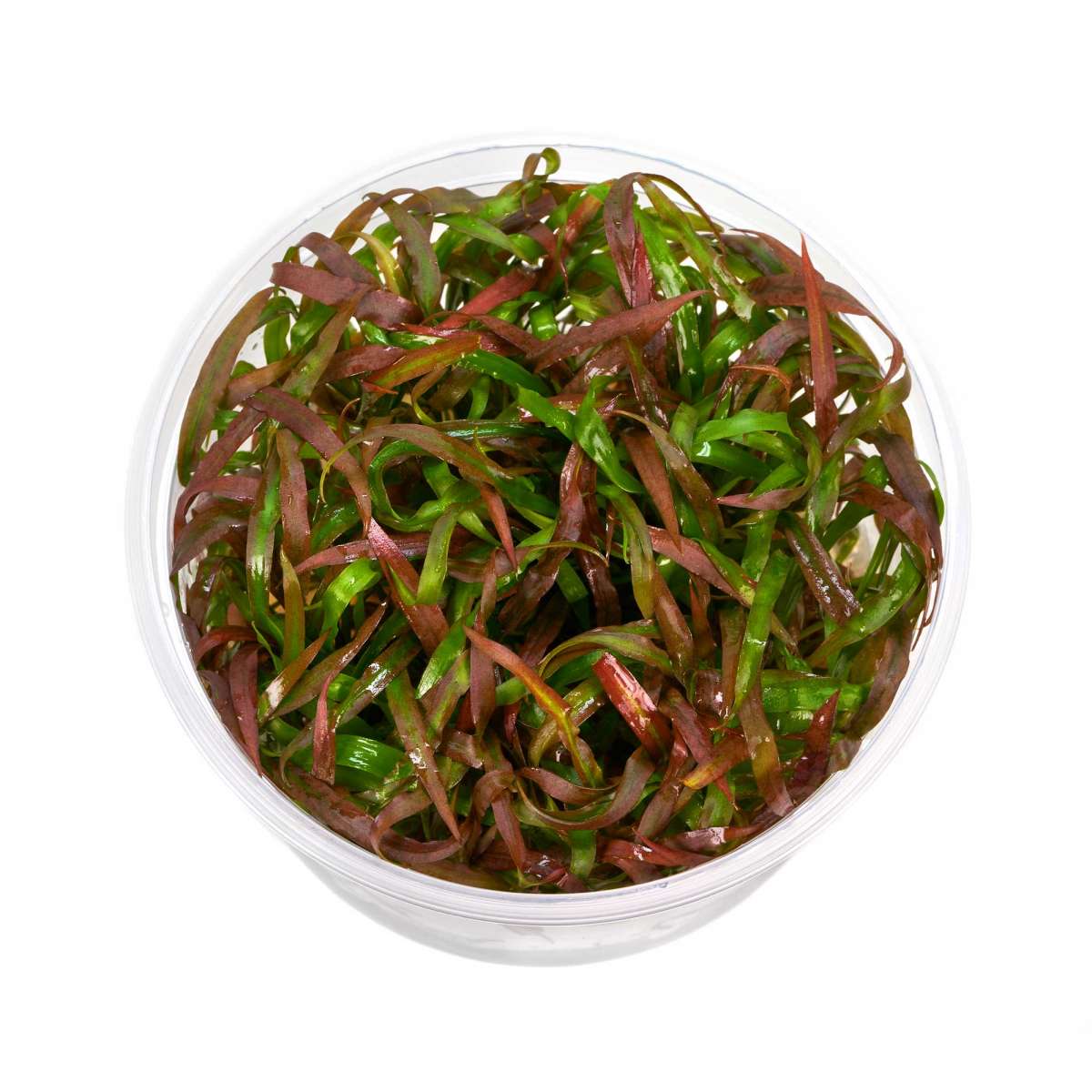 Cryptocoryne spiralis "Tiger" InVitro