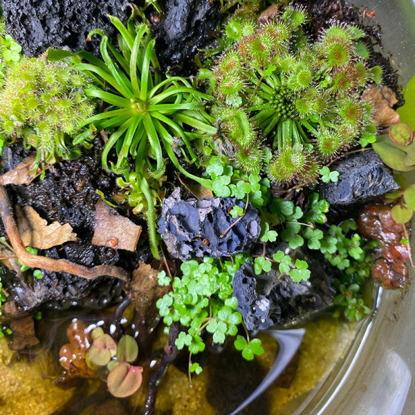 fleischfressende-pflanzen-terrarium