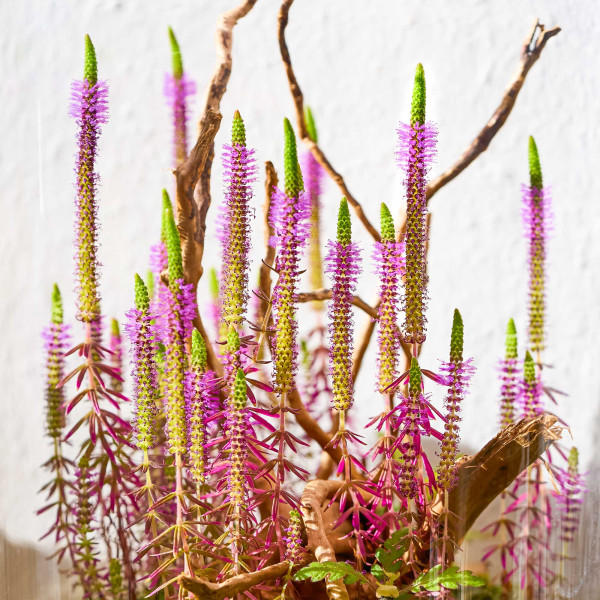 USCAPE Wabi-Kusa Erectus Forrest - Flaschengartenset Blüten
