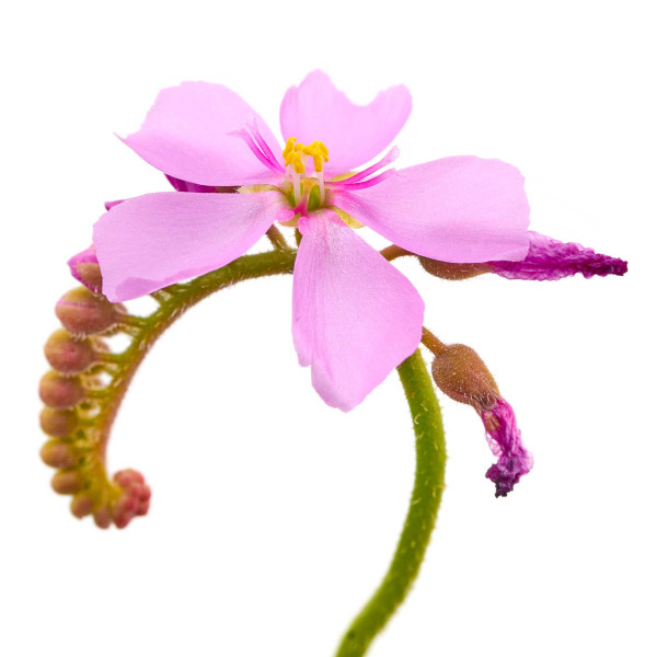 Drosera capensis | Kap Sonnentau (Fleischfressende Pflanze) - in vitro - Ø 5,5cm