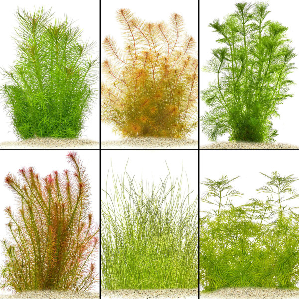 "Feenwald" - Feinfiedrige Aquarium Pflanzen im Set | In-Vitro Set