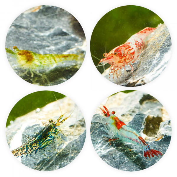 Neocaridina Mix Wildformen