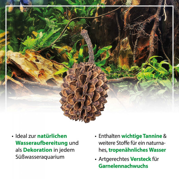 Arka Casuaruna Cones - 50 Stk.Vorteile
