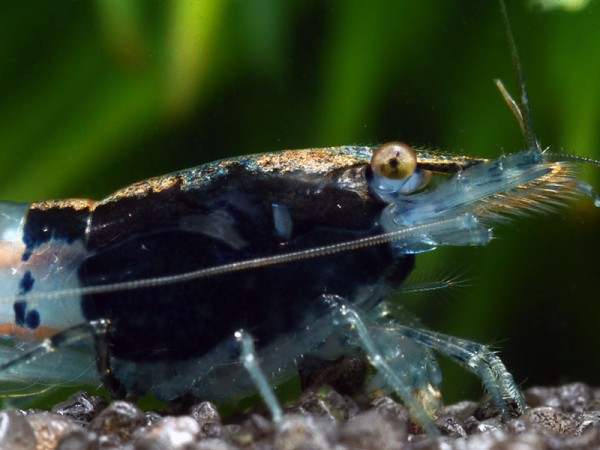 Carbon Rili Garnele - Neocaridina