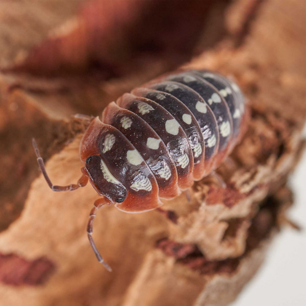 Armadillidium klugii " Montenegro" Assel | DNZ