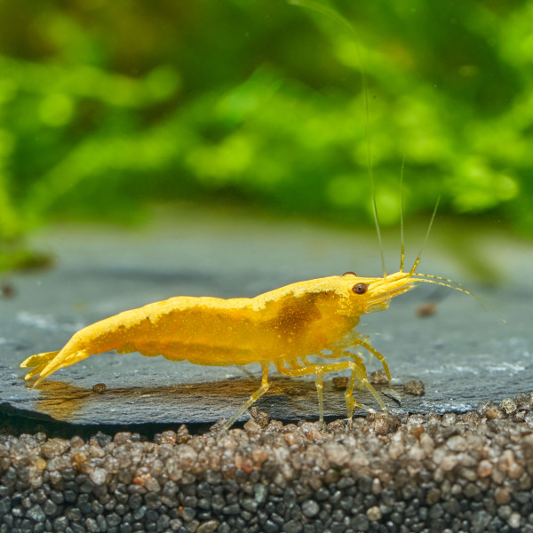 Neocaridina Premium Paket | 24 farbenfrohe Garnelen