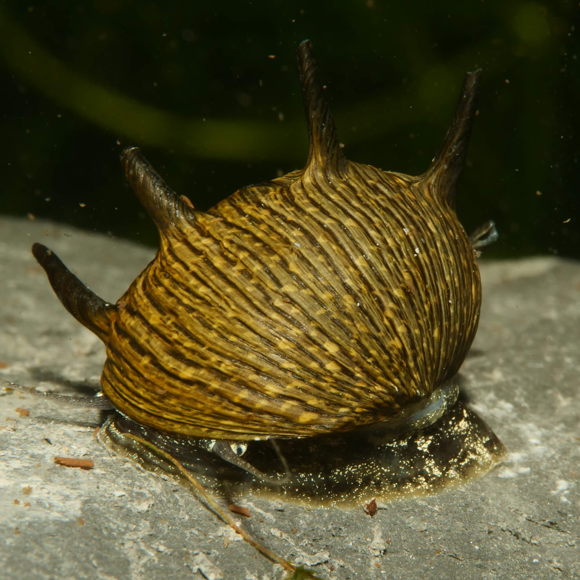 Geweihschnecke Sun