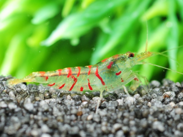 Rote Tigergarnele | Red Tiger - Tigergarnele